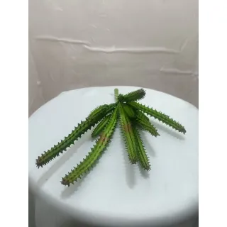 Decoração artificial de suculenta: enfeite e estilo - Verde