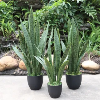 UNIDADE ARTIFICIAL - Espada de São Jorge - Pequena 50CM