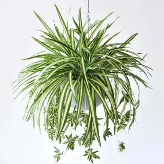Pendure na parede a planta artificial de simulação de flor verde realista - Braqueteplant--4002-9C - Verde