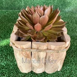 Rústico Café Madeira Vaso Kit 10pçs Cachepô - 6x6cm