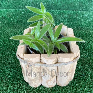 Rústico Café Madeira Vaso Kit 10pçs Cachepô - 6x6cm