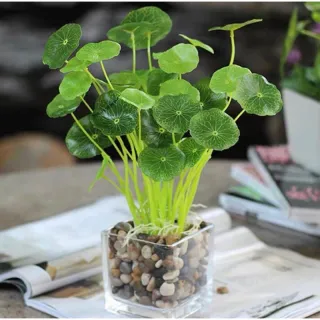 64067 Folhagem Artificial - Promoção na Loja Online Raryel - 63262 D