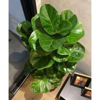 Ficus Lyrata Artificial - Planta de 130cm - Único