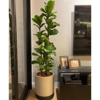 Ficus Lyrata Artificial - Planta de 130cm - Único